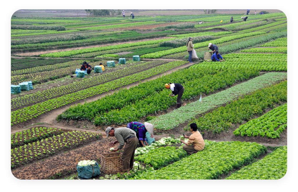food traceability, food supply chain, blockchain traceability, traceability in agriculture