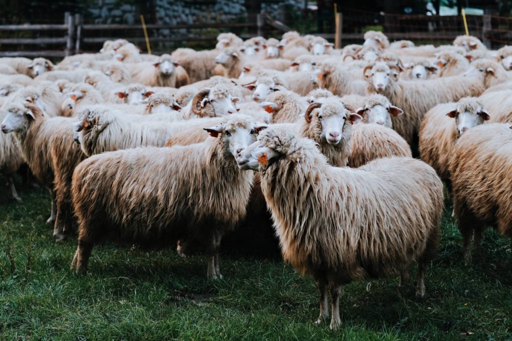 food traceability, food supply chain, traceability practices, blockchain traceability
