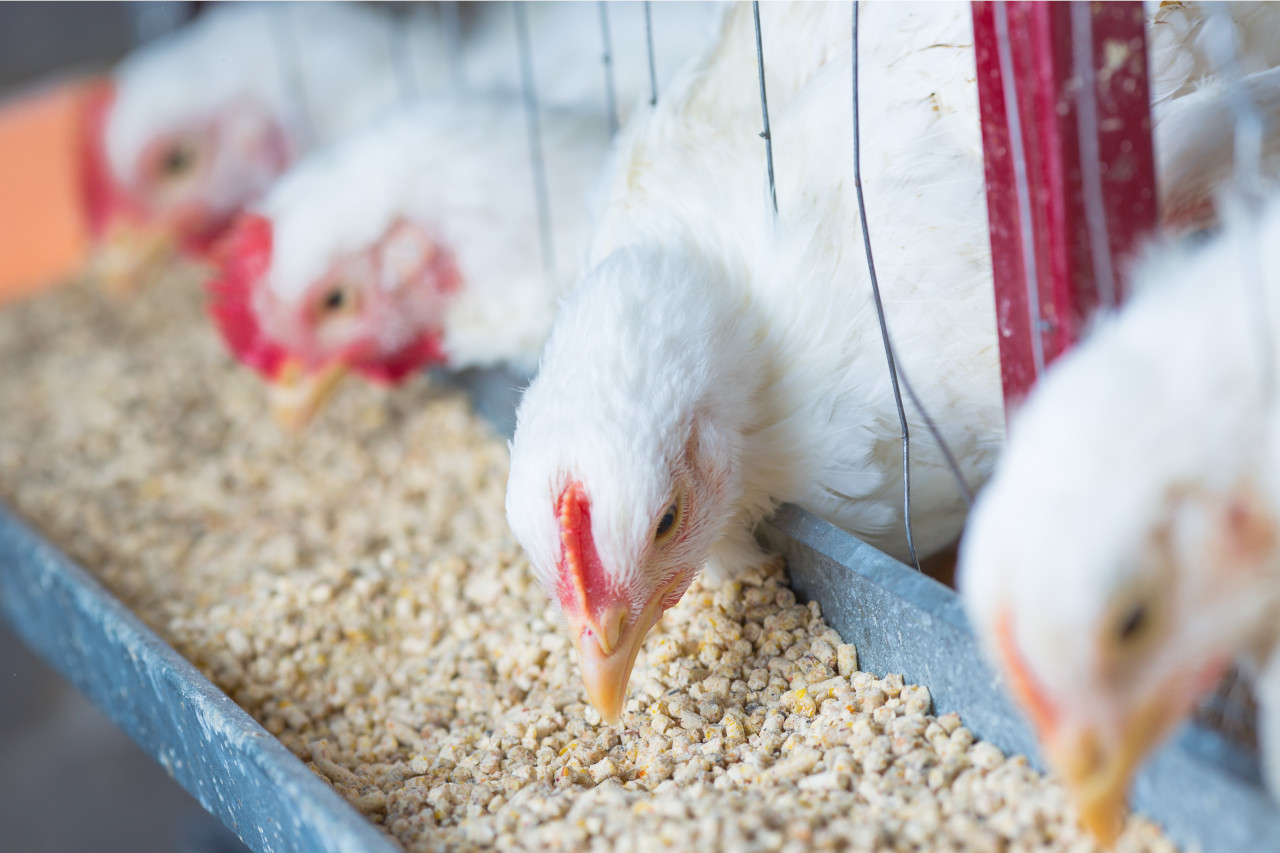 food traceability, food supply chain, food traceability solution, food traceability software