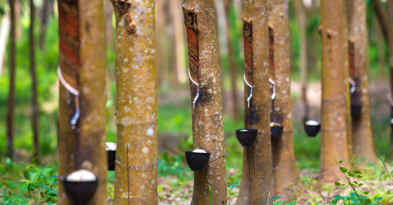 EUDR DDS for Rubber Supply Chain in Germany, Rubber Supply Chain in Germany, EUDR DDS, rubber traceability, eudr rubber, rubber supply chain