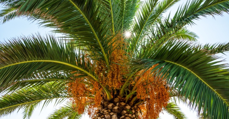 EUDR DDS for Palm Oil Supply Chain in the UK, EUDR DDS for Palm Oil Supply Chain, eudr dds, eudr compliance