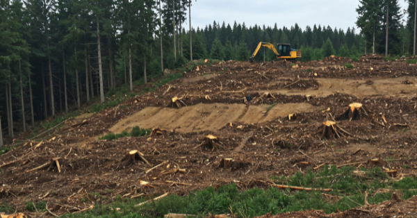 DCF Sourcing, Deforestation- and Conversion-Free Supply Chains