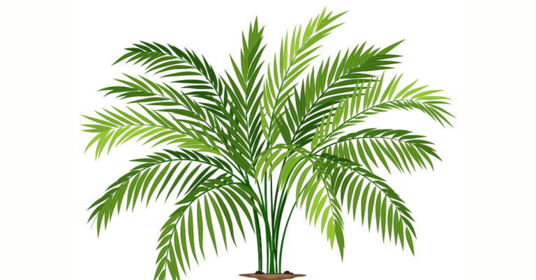 Traceability in the Arecanut Value Chain, Arecanut Value Chain