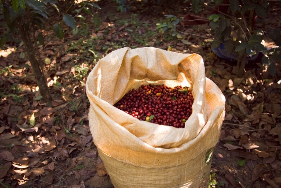 EUDR Deforestation Risk Assessment for Coffee Supply Chain in Indonesia