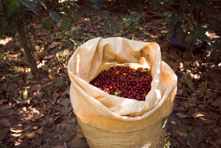 EUDR Deforestation Risk Assessment for Rubber Supply Chain in Malaysia