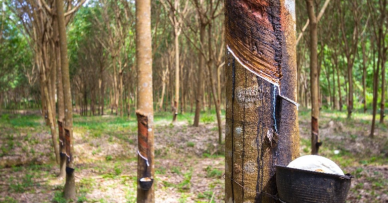 EUDR Deforestation Risk Assessment for Rubber Supply Chain in Thailand