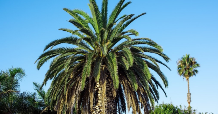 EUDR DDS for Palm Oil Supply Chain in Portugal