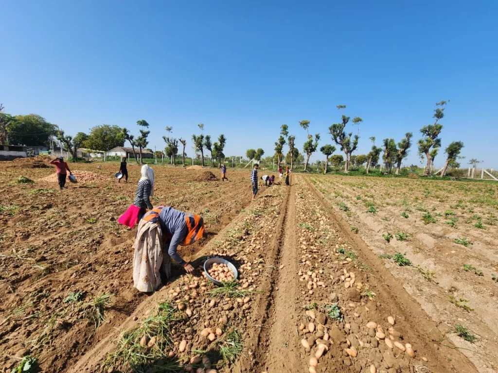 Digitizing Farmer Agreements for Traceable Potato Procurement, Digitizing Farmer Agreements, Farmer Agreements for Traceable Potato Procurement