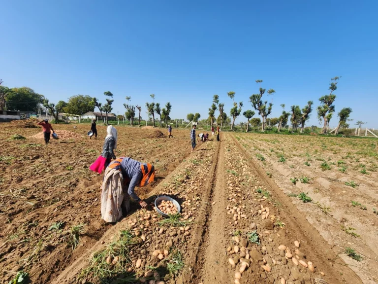 Digitizing Farmer Agreements for Traceable Potato Procurement, Digitizing Farmer Agreements, Farmer Agreements for Traceable Potato Procurement