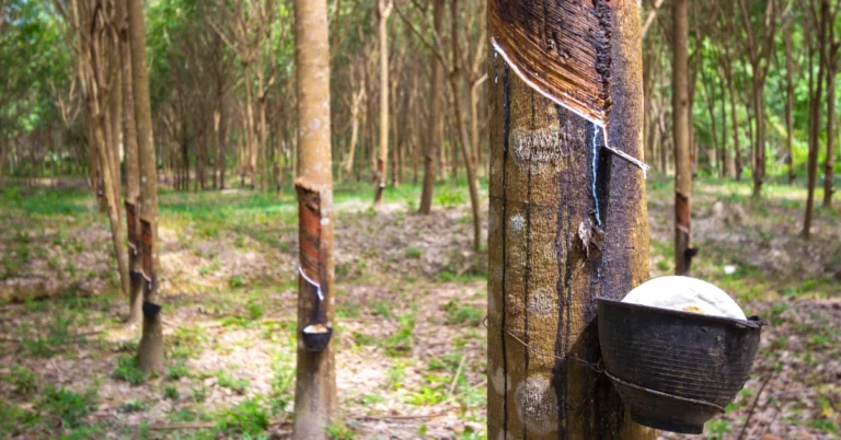 Geo mapping for Rubber Exporters in Malaysia, Geo mapping for Rubber Exporters, Rubber Exporters